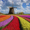 Rollup Film Plus WB/LX/UV 260mic 0,914x30m